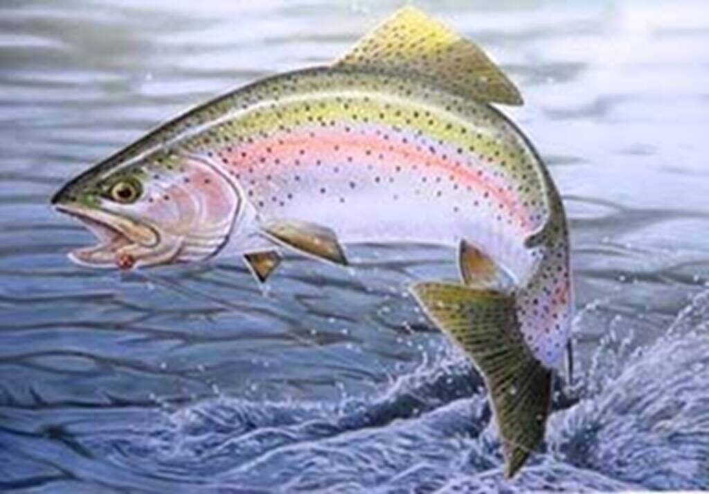 Fishing rainbow trout Fiska regnbåge Skåne