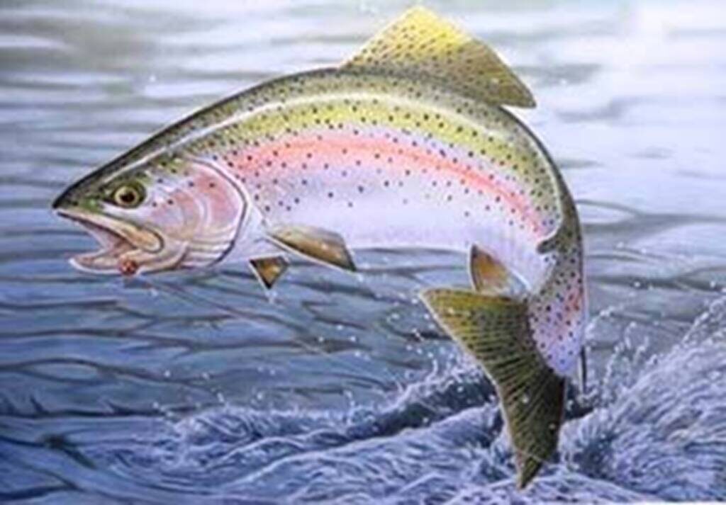 Fishing rainbow trout Fiska regnbåge Skåne