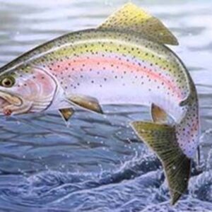 Fishing rainbow trout Fiska regnbåge Skåne