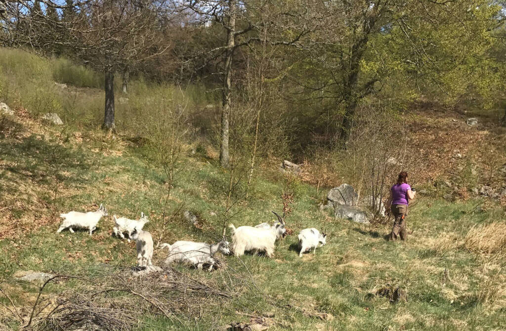 Goats Ullstorp Sweden