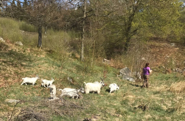 Goats Ullstorp Sweden