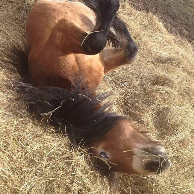 Horse riding on Icelandic horse ridning Islänning Ullstorps stugor skåne funny horse