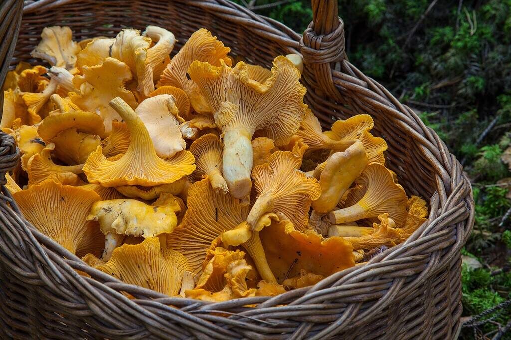 Pick chanterelles plocka kantareller skåne