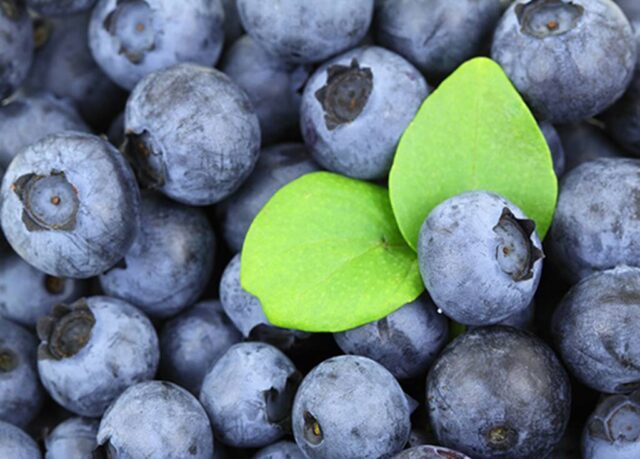 Picking-blueberry-Plocka-blåbär-Skåne