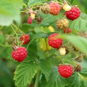 Picking raspberries Plocka hallon skåne