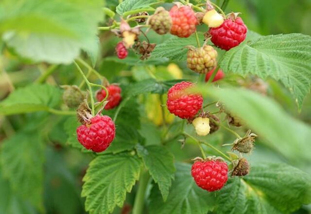 Picking-raspberries-Plocka-hallon-skåne-