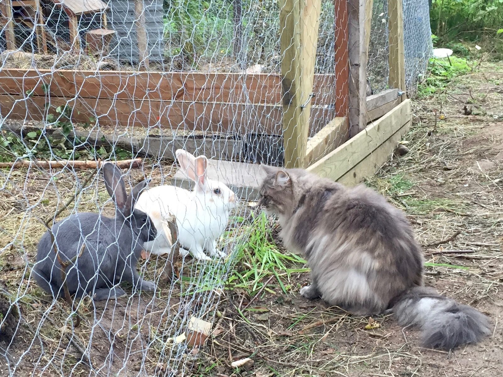 Animal meeting rabbit and cat 
Ullstorps stugor

