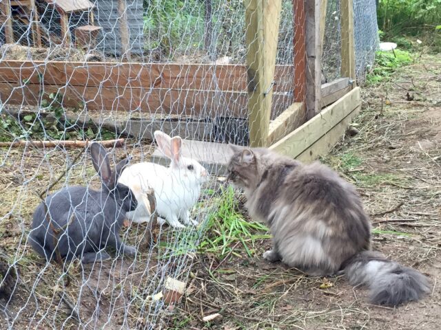 Animal meeting rabbit and cat 
Ullstorps stugor