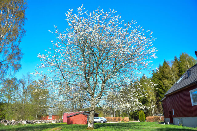 Cherry tree in full blossom Bergshus Ullstorps stugor
